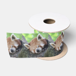 Lazo De Raso RedPanda20150705.jpg