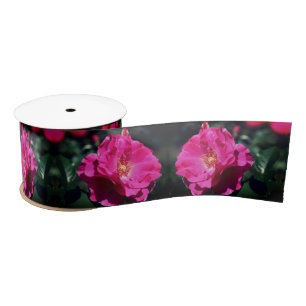 Lazo De Raso Rosa Rosa Rosa En Pleno Bloom Acercamiento