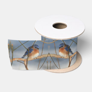 Lazo De Raso Winter Bluebird