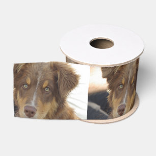 Lazo De Tela Gruesa australiana red tri pup