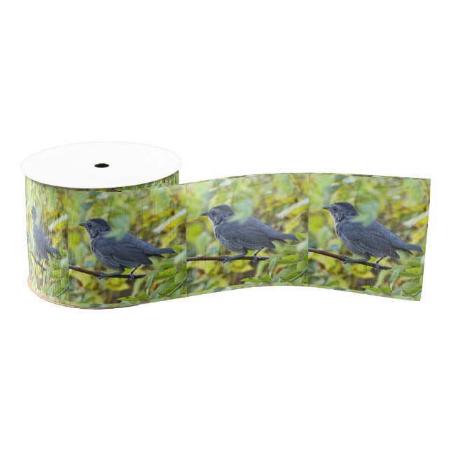 Lazo De Tela Gruesa  Bird Photo Ribbon (Carrete)