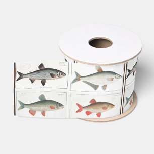 Lazo De Tela Gruesa Ilustraciones de pescado de época