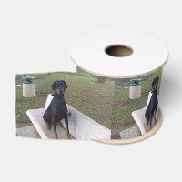sesión de doberman pincher