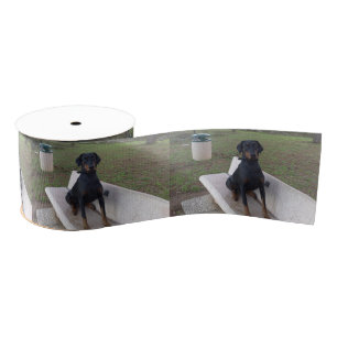 Lazo De Tela Gruesa sesión de doberman pincher