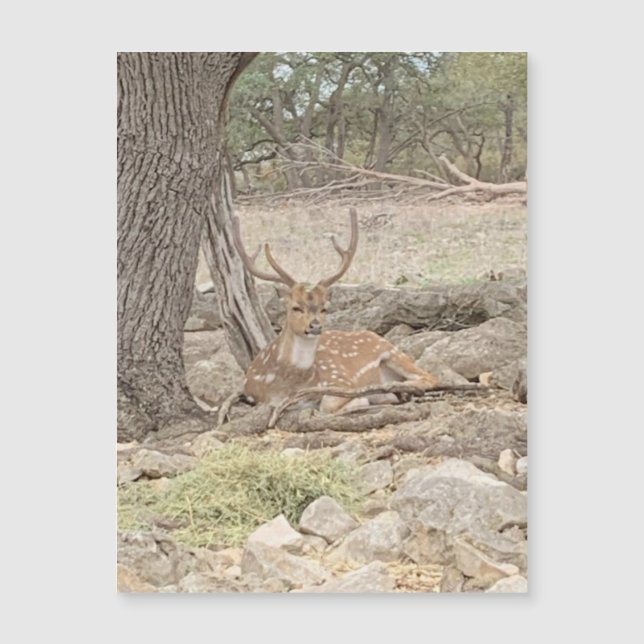 Lazy Deer Magnet (Anverso)