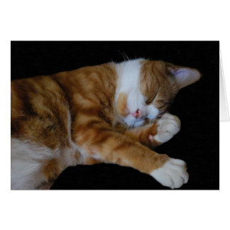Lazy Ginger Cat