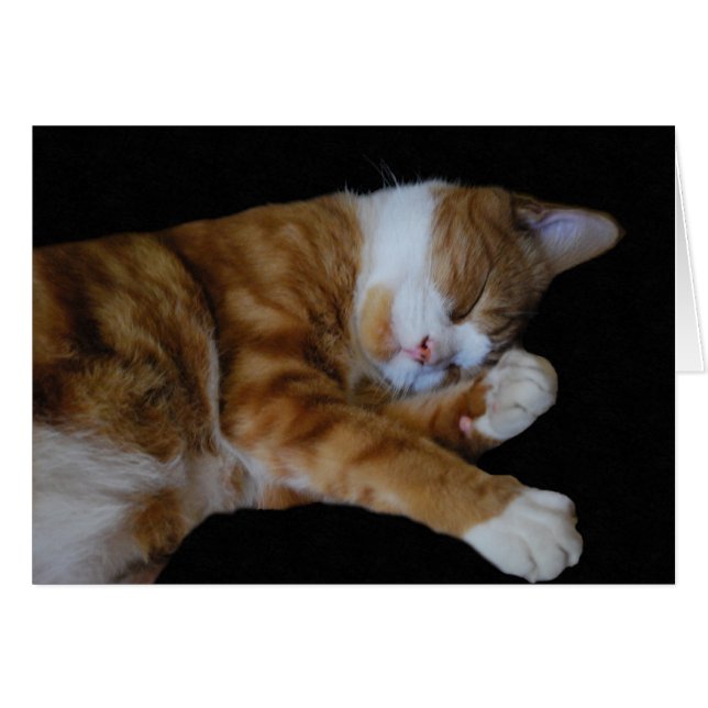 Lazy Ginger Cat (Anverso (Horizontal))