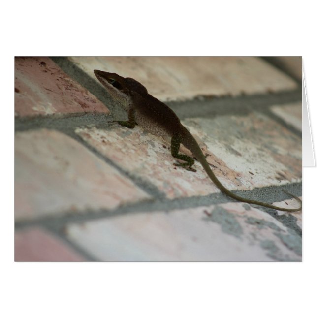 Lazy Lizard (Anverso (Horizontal))