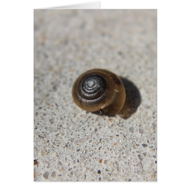 Lazy Snail (Frente)