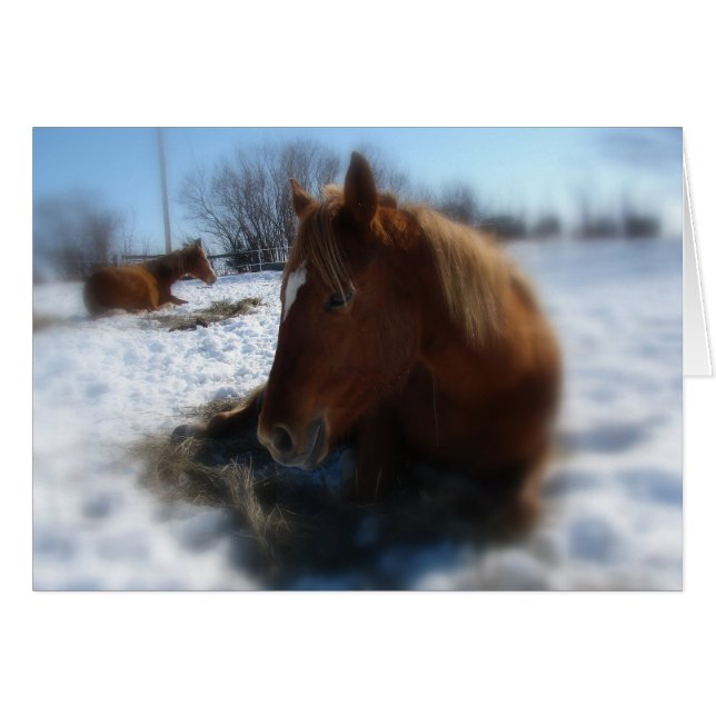 Lazy Winter Day (Anverso (Horizontal))