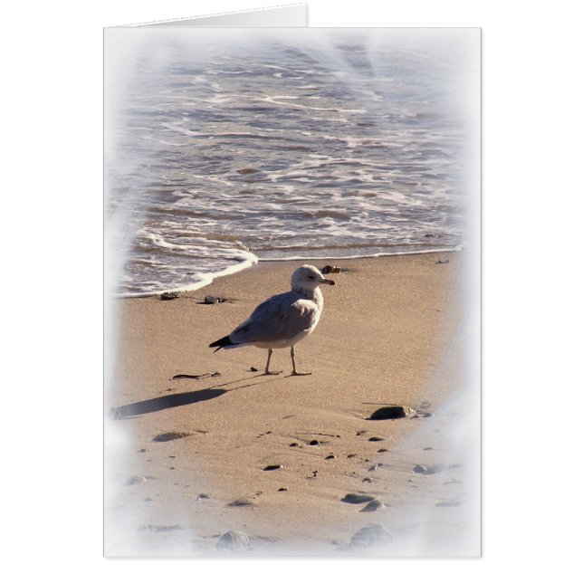 Le gustan los largos paseos por la playa... (Frente)