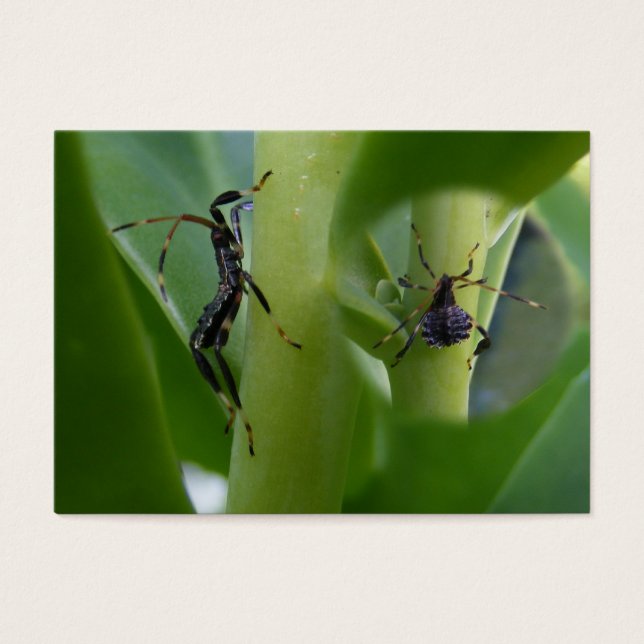 Leaf Footing Bug ~ ATC (Frente)