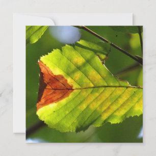 Leaf verde otoño