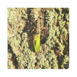 Leafhopper Capturado - Impresión Metalizado