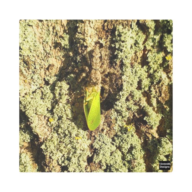 Leafhopper Capturado - Impresión Metalizado (Anverso)