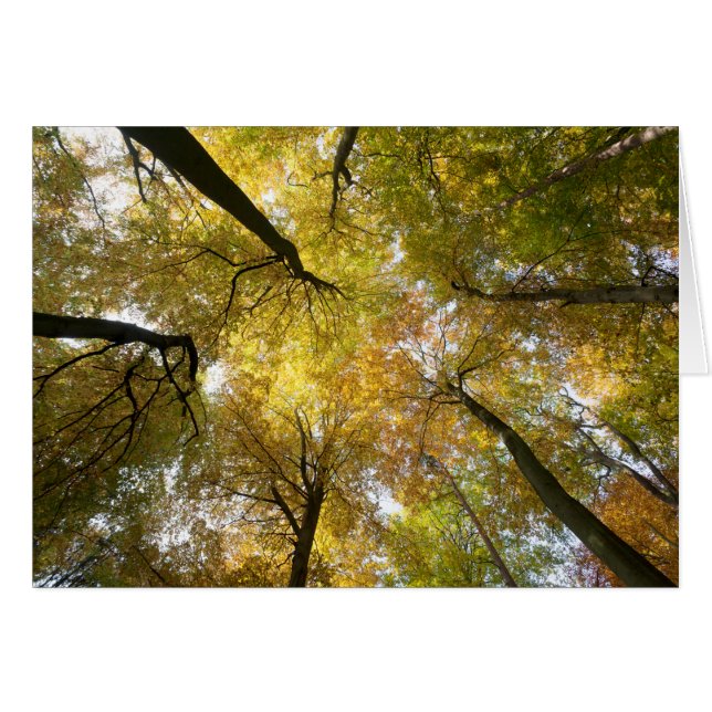Leafy Canopy (Anverso (Horizontal))
