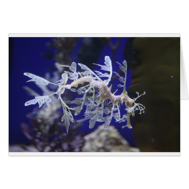 Leafy Sea Dragon (Anverso (Horizontal))