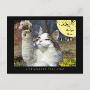Lecciones de vida de una postal de gato