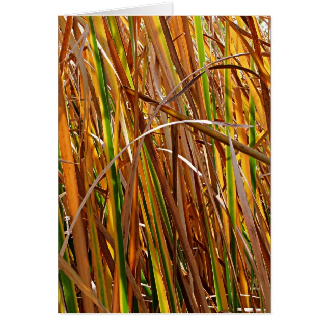 Leche de otoño número 5 (vertical) (Frente)