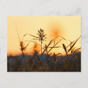 Leche en la postal de la luz de puesta de sol