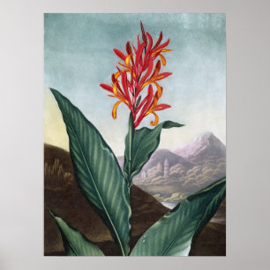 Leche india, impresión antigua de Robert John Thor