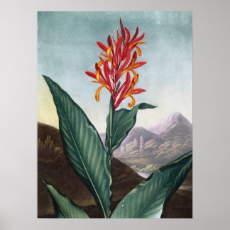 Leche india, impresión antigua de Robert John Thor