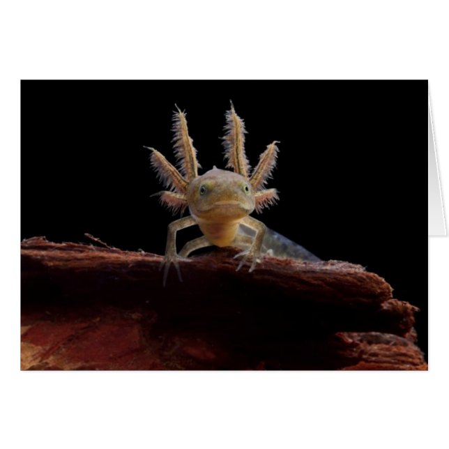 Lechuga cebada (Anverso (Horizontal))