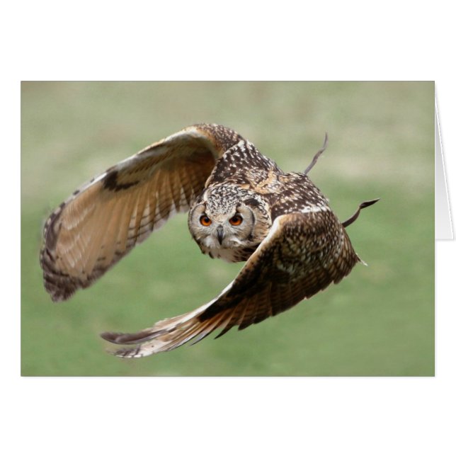 Lechuza Águila En Vuelo (Anverso (Horizontal))