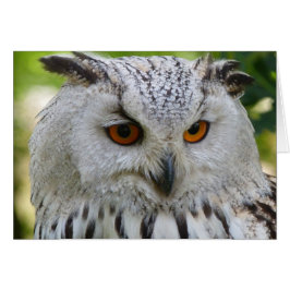 Lechuza águila siberiana