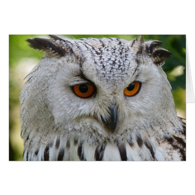 Lechuza águila siberiana (Anverso (Horizontal))