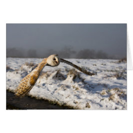 Lechuza de granero en nieve