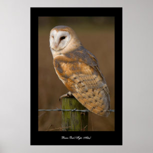 Lechuza de grano (Tyto Alba). Póster