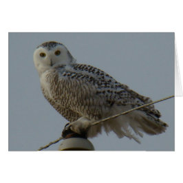 Lechuza de nieve B38