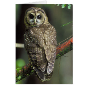 Lechuza del Norte - Strix occidentalis caurina