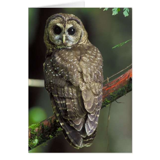 Lechuza del Norte - Strix occidentalis caurina (Frente)