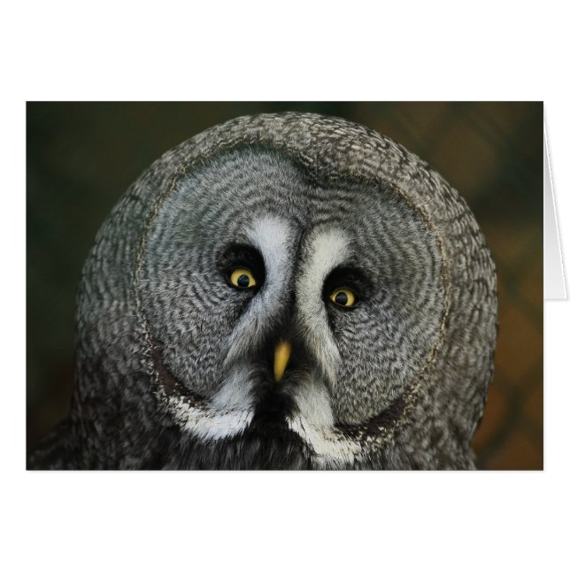 Lechuza gris grande (Anverso (Horizontal))