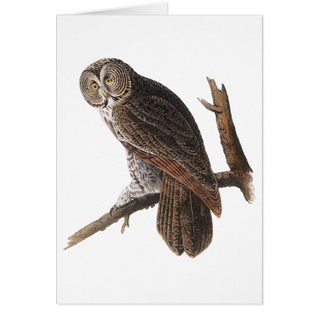 Lechuza gris grande (Frente)