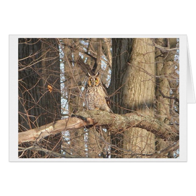 Lechuza Horneada (Anverso (Horizontal))