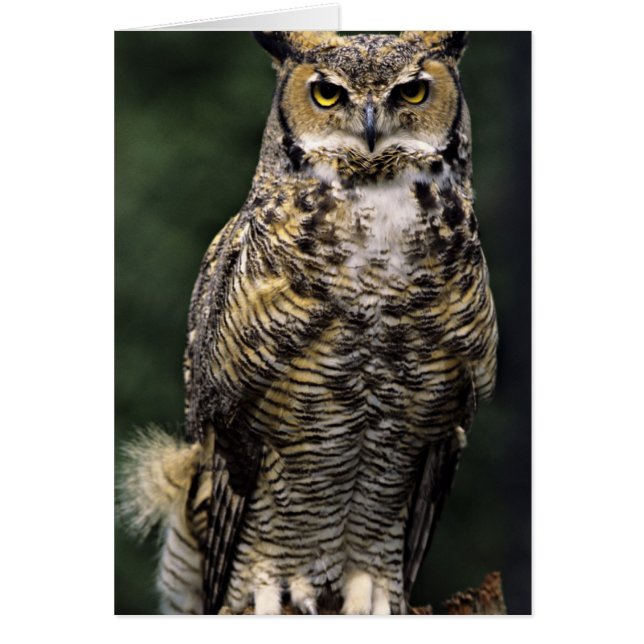 Lechuza Horneada Grande (Bubo virginianus), cuerpo (Frente)