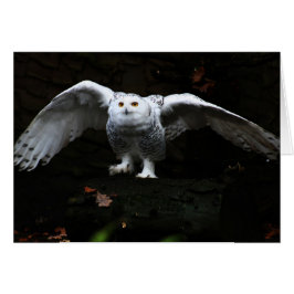 Lechuza nevada con ala abierta gcna