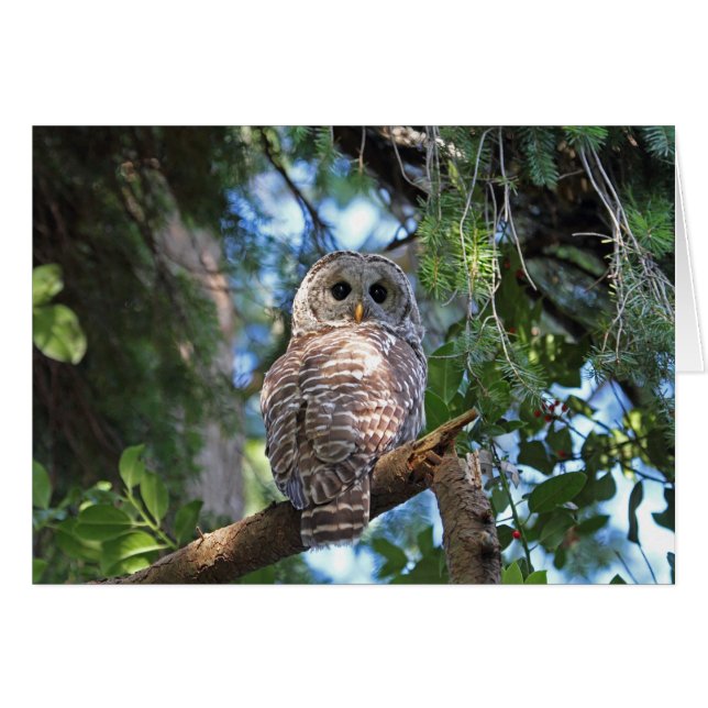 Lechuza silvestre mirando el bosque (Anverso (Horizontal))