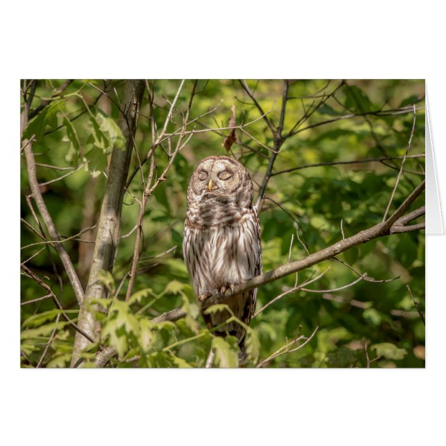 Lechuza Sleepy Barred (Anverso (Horizontal))