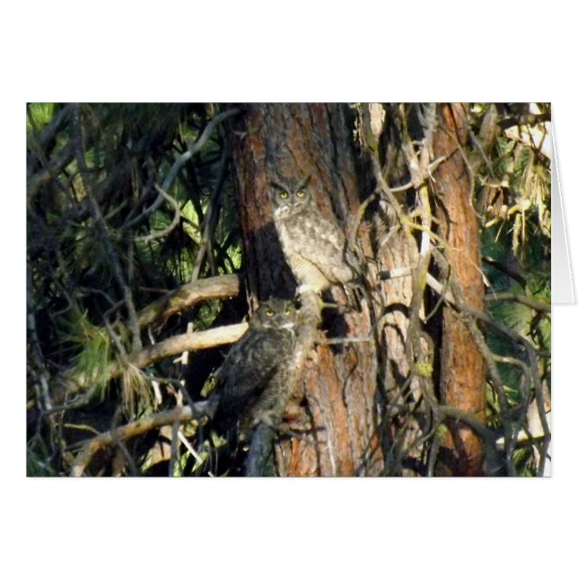 Lechuzas (Anverso (Horizontal))