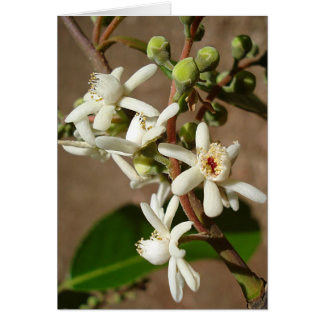 LECITIDACEAE: Cariniana legalis