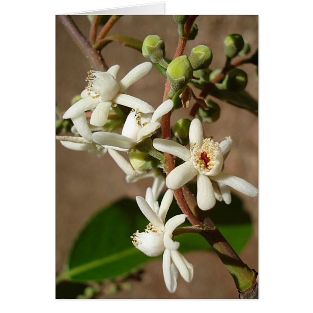 LECITIDACEAE: Cariniana legalis (Frente)