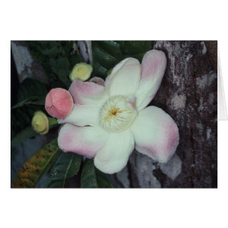 LECITIDACEAE: Gustavia augusta