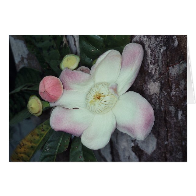 LECITIDACEAE: Gustavia augusta (Anverso (Horizontal))