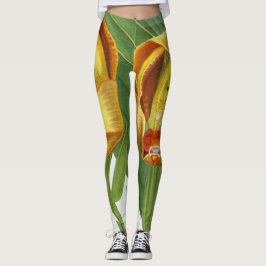 Leggings Anguloa Ruckerii Sanguine Lindenia Orquid