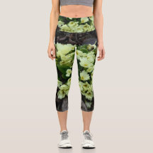 Hermosa Primula vulgaris Primroses en hojas secas