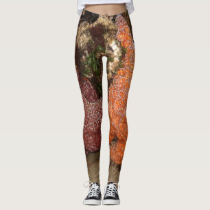 Leggings Las estrellas de mar/las estrellas de mar en cañón